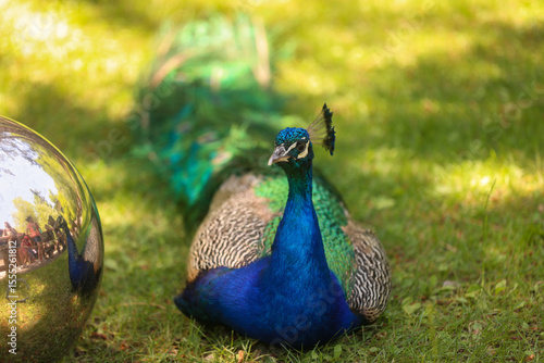 Wallpaper Mural peacock in the park Torontodigital.ca