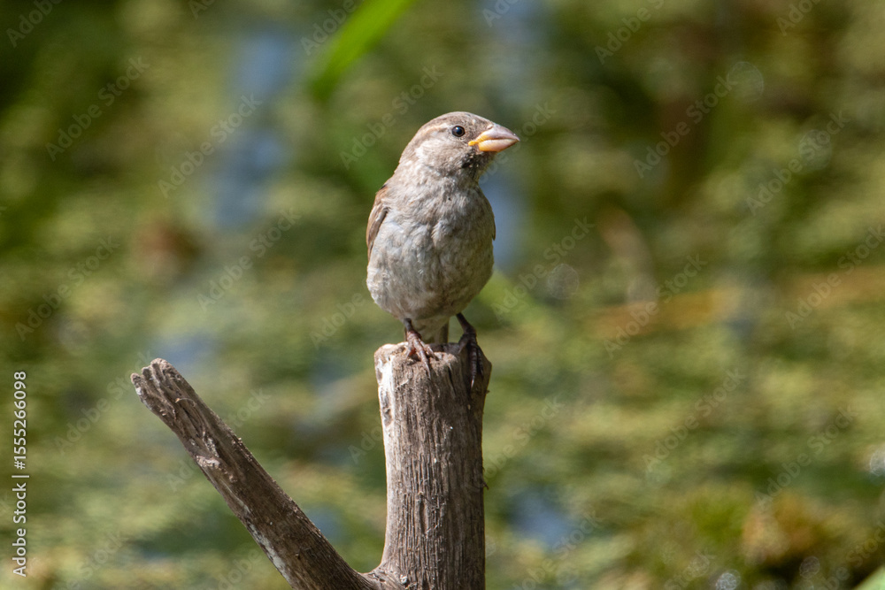 Naklejka premium House sparrow (Passer domesticus) perched on a stick, front view with head turned, greenish background.