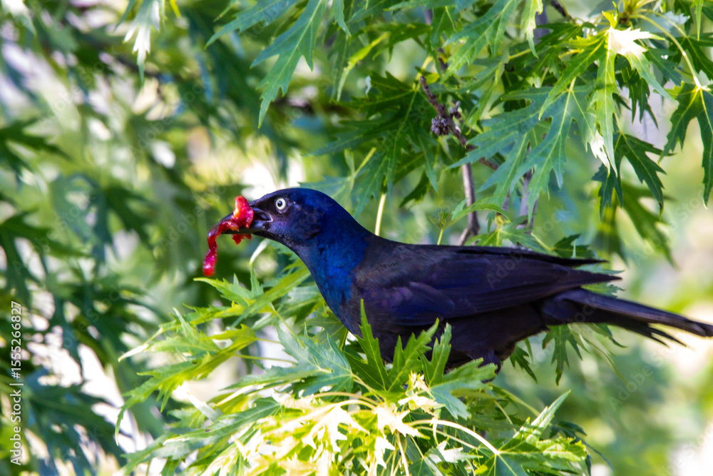 Fototapeta premium wild bird crow