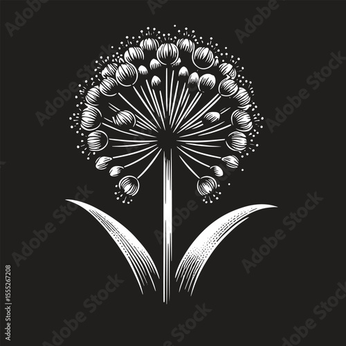 Allium Flower SVG