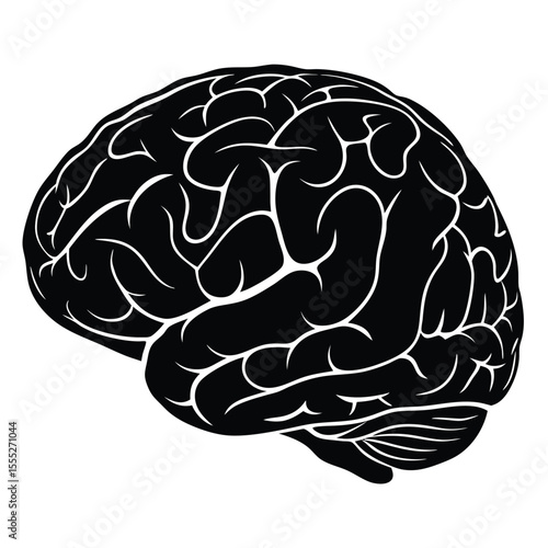 Black and white illustration of a human brain showing cerebral cortex and cerebellum on white