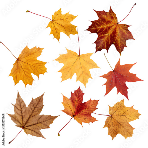 Realistic Isolated Autumn Maple Leaves in Various Colors — Red, Yellow, Orange, and Brown Foliage Collection