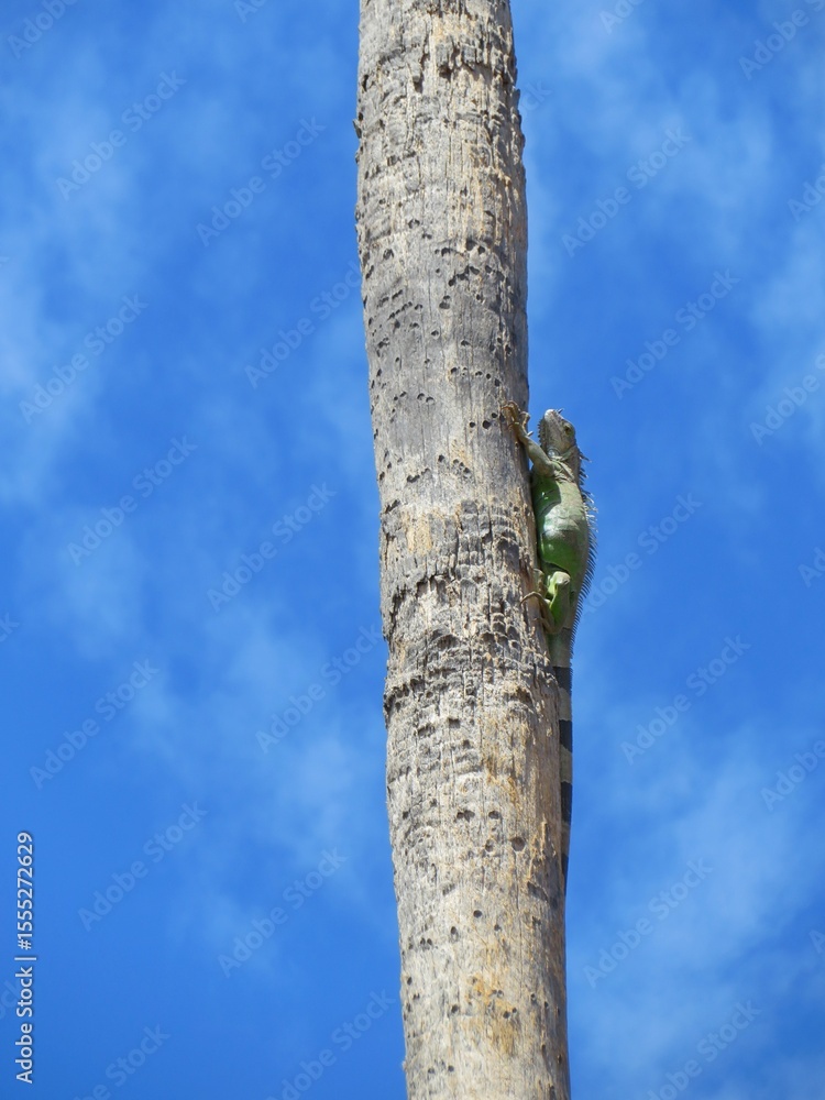Fototapeta premium green iguana climbing the palm tree in a park in Mexico