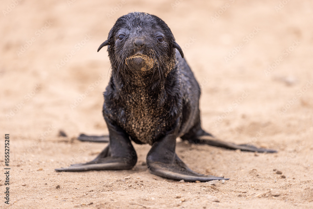 Fototapeta premium fur seal at cape cross, Namibia