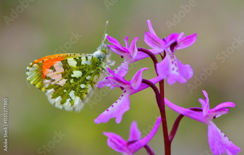 Anthocharis gruneri 1292