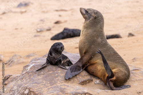 fur seal at cape cross, Namibia