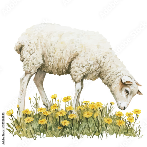 Sheep Grazing Yellow Flowers, watercolor painting vector, isolated on a white background.