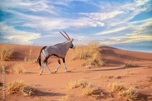 Oryx in the Namib Naukluft National Park, Namibia