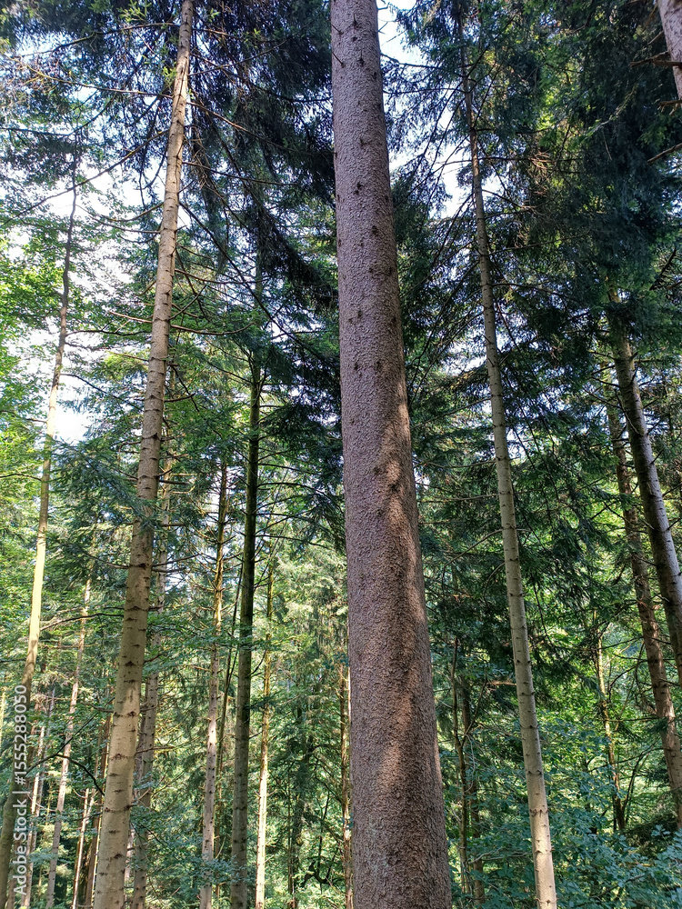 Fototapeta premium Dense conifer forest with tall spruce trees reaching toward the sky. Sunlight filtering through the green foliage creates a peaceful and natural woodland atmosphere in summer.