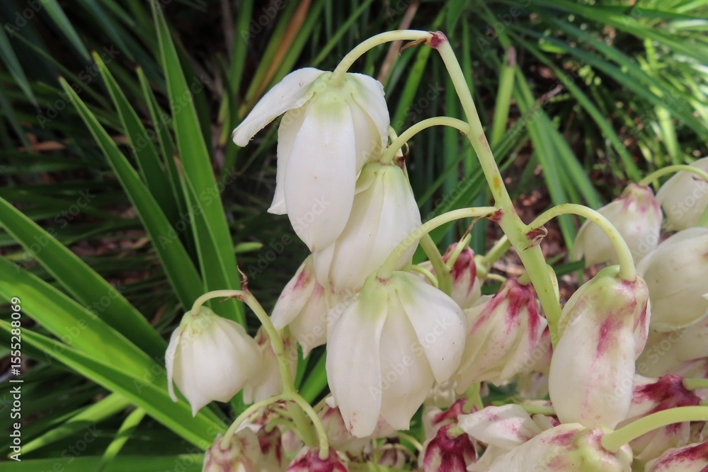 Fototapeta premium Beautiful yucca gloriosa flowers in Florida nature, closeup
