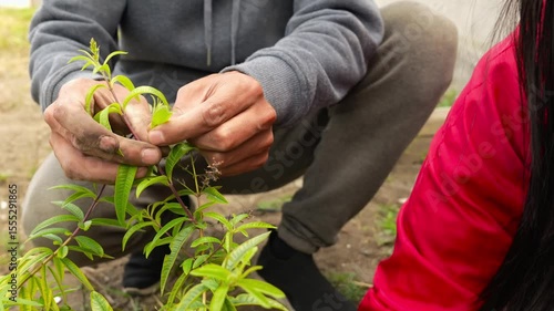 Gardeners carefully picking fresh green leaves from lemon verbena plant, working together in sunlit home garden during warm season