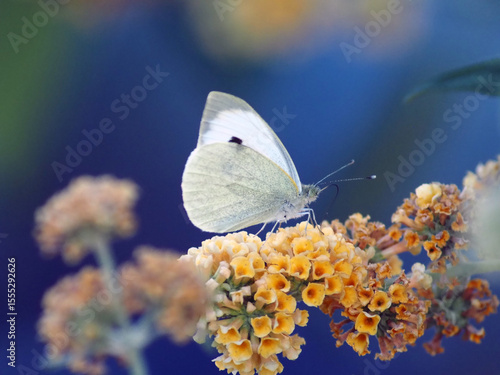Cabbage White Butterfly (Pieris rapae) on Orange Buddleja Flowers