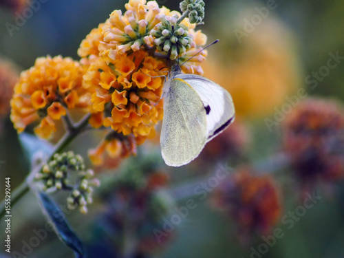 Cabbage White Butterfly (Pieris rapae) on Orange Buddleja Flowers