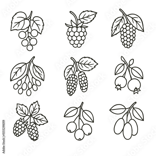 Riverbank Fruit Icons. Line style icons of Riverbank Fruit Finds: wild grape, riverbank raspberry, blackberry, elderberry,