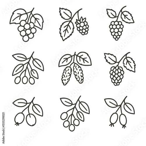 Riverbank Fruit Icons. Line style icons of Riverbank Fruit Finds: wild grape, riverbank raspberry, blackberry, elderberry,