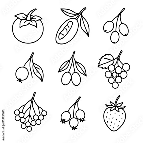 Old Growth Fruit Icons. Line style icons of Old Growth Forest Fruits: American persimmon, pawpaw, hackberry, mayhaw, black gum