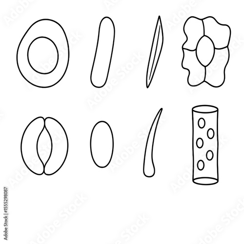 Floral Cell Icons. Outline style icons of Floral Cell & Tissue Types: parenchyma cell, collenchyma cell, sclerenchyma fiber,