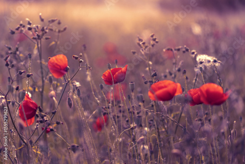 Czerwone maki (poppies), kwiaty polne, letnia polana, efekt bokeh. Tło kwiatowe lub tapeta do projektu