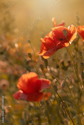 Czerwone maki (poppies), kwiaty polne, letnia polana, efekt bokeh. Tło kwiatowe lub tapeta do projektu