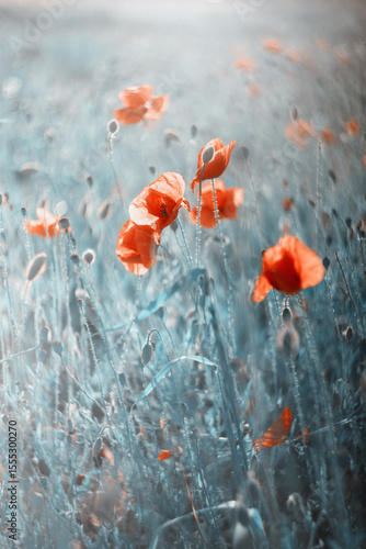 Czerwone maki (poppies), kwiaty polne, letnia polana, efekt bokeh. Tło kwiatowe lub tapeta do projektu