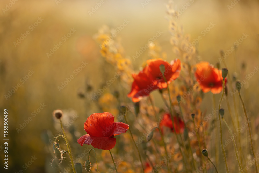 Fototapeta premium Czerwone maki (poppies), kwiaty polne, letnia polana, efekt bokeh. Tło kwiatowe lub tapeta do projektu