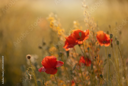 Czerwone maki (poppies), kwiaty polne, letnia polana, efekt bokeh. Tło kwiatowe lub tapeta do projektu