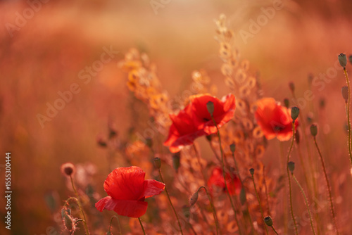 Czerwone maki (poppies), kwiaty polne, letnia polana, efekt bokeh. Tło kwiatowe lub tapeta do projektu