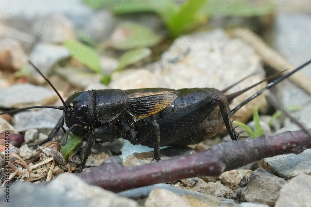 Closeup on a black European Field Cricket, Gryllus campestris Closeup on a black European Field Cricket, Gryllus campestris