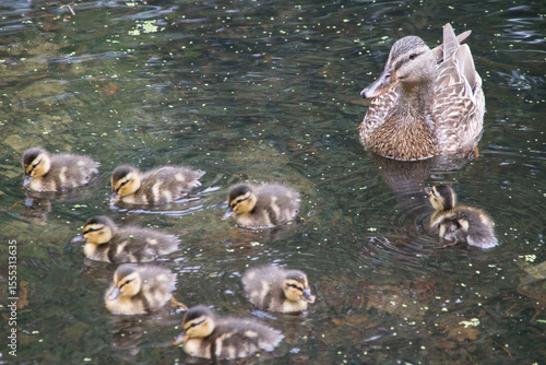 Stockenten-Weibchen mit Küken