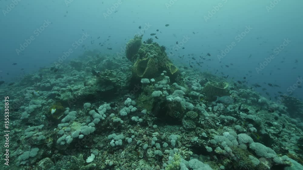Exploring the vibrant underwater ecosystem. Fish swim amongst coral and sponge formations in the Banda Islands, Indonesia. The slow-motion perspective captures every detail. Exploring the vibrant underwater ecosystem. Fish swim amongst coral and sponge formations in the Banda Islands, Indonesia. The slow-motion perspective captures every detail.