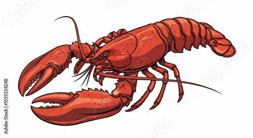 lobster on white background