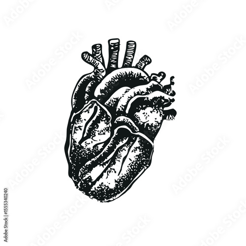 Anatomically accurate human heart black ink engraving – tattoo sketch style illustration for medicine posters, dark romance designs, emotional graphics, and alternative aesthetic branding in SVG forma