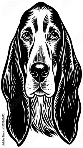 Basset hound with long ears and droopy eyes in black and white illustration  