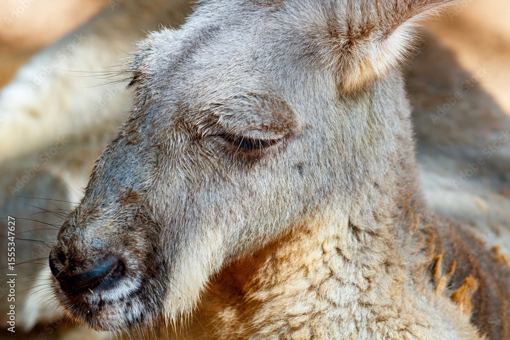 Fototapeta premium kangaroo close up