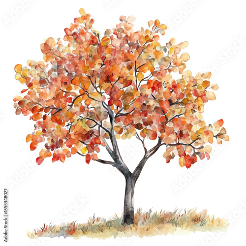 Pear Tree Shows Fall, watercolor drawing vector, isolated on a white background.