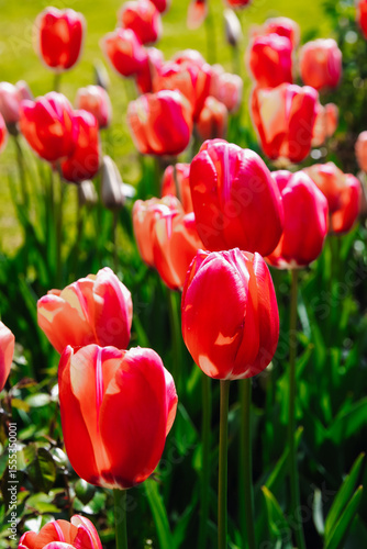 View of red tulips in a meadow in the park.