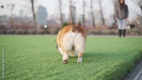Pembroke Welsh Corgi walking on artificial grass in a public urban park. Rear view. A person holding the leash is visible in the background. Spring city atmosphere.
