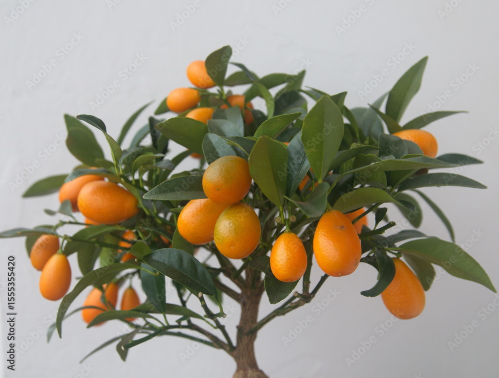 Kumquat tree with orange fruit, fortunella margarita, ornamental houseplant native to Southern China, on white background Kumquat tree with orange fruit, fortunella margarita, ornamental houseplant native to Southern China, on white background