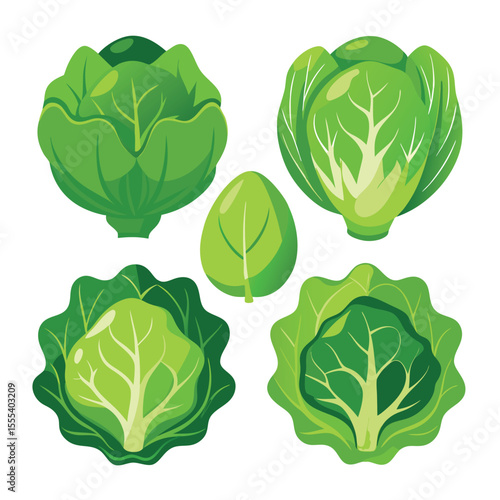 six lettuce vegetable separately set  isolated  on white background