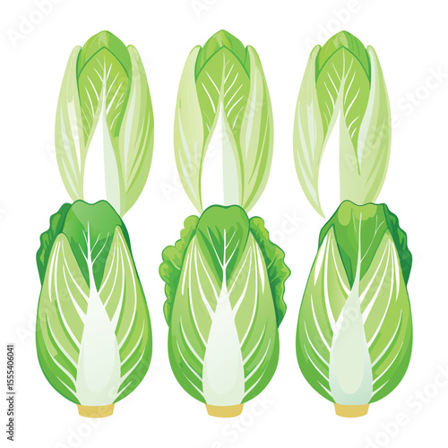 six napa cabbage vegetable separately set  isolated  on white background