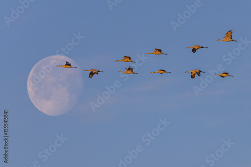 Sand Hill Cranes in flight by full moon