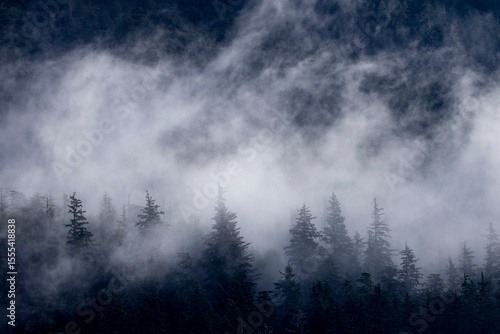 Morning Mist in a pine forest