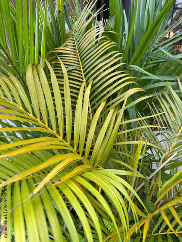 Plant motif composition,  Nature-inspired pattern artistry
