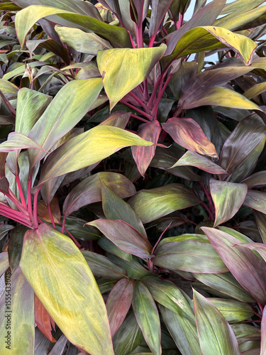 Display of nature’s intricate patterns, Plant motif composition
