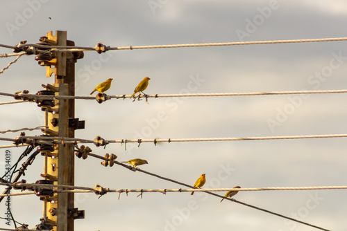A group of small birds sitting on a power line in the countryside.