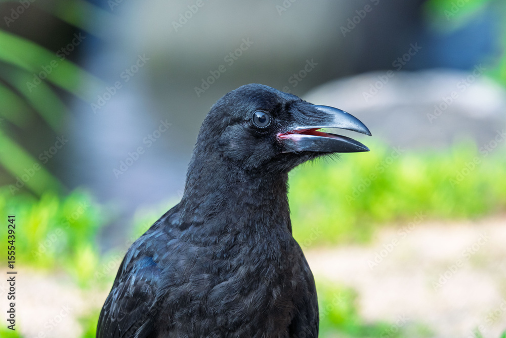 Naklejka premium 까마귀