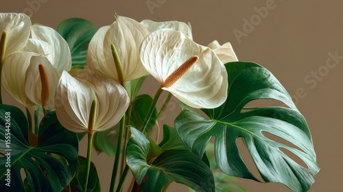 White Anthurium and Monstera Plant Closeup