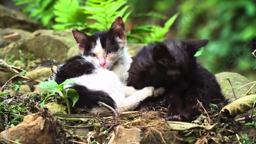 black and white cat