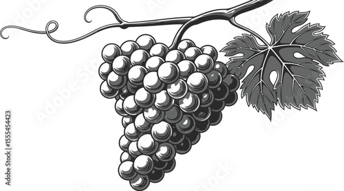 Illustration of a bunch of grapes hanging from a vine with a leaf in grayscale on white background