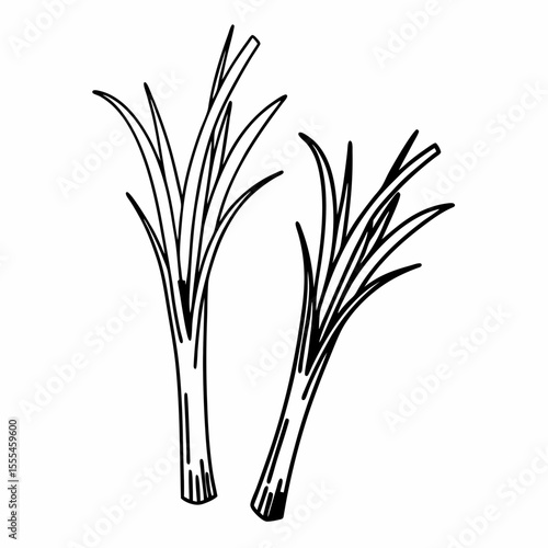 Hand-drawn illustration of two leeks, evoking a rustic and organic feel for cooking or gardening content.